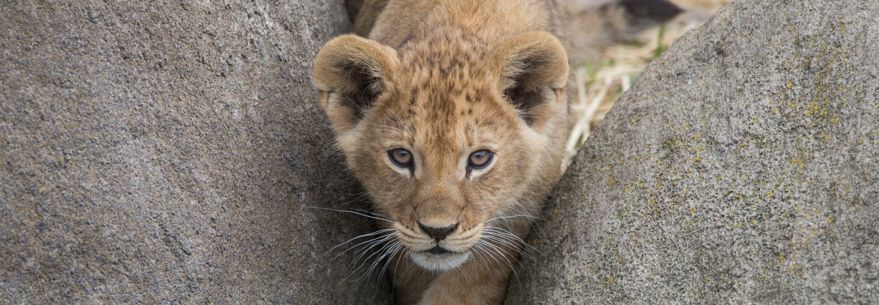 Werken bij Wildlands