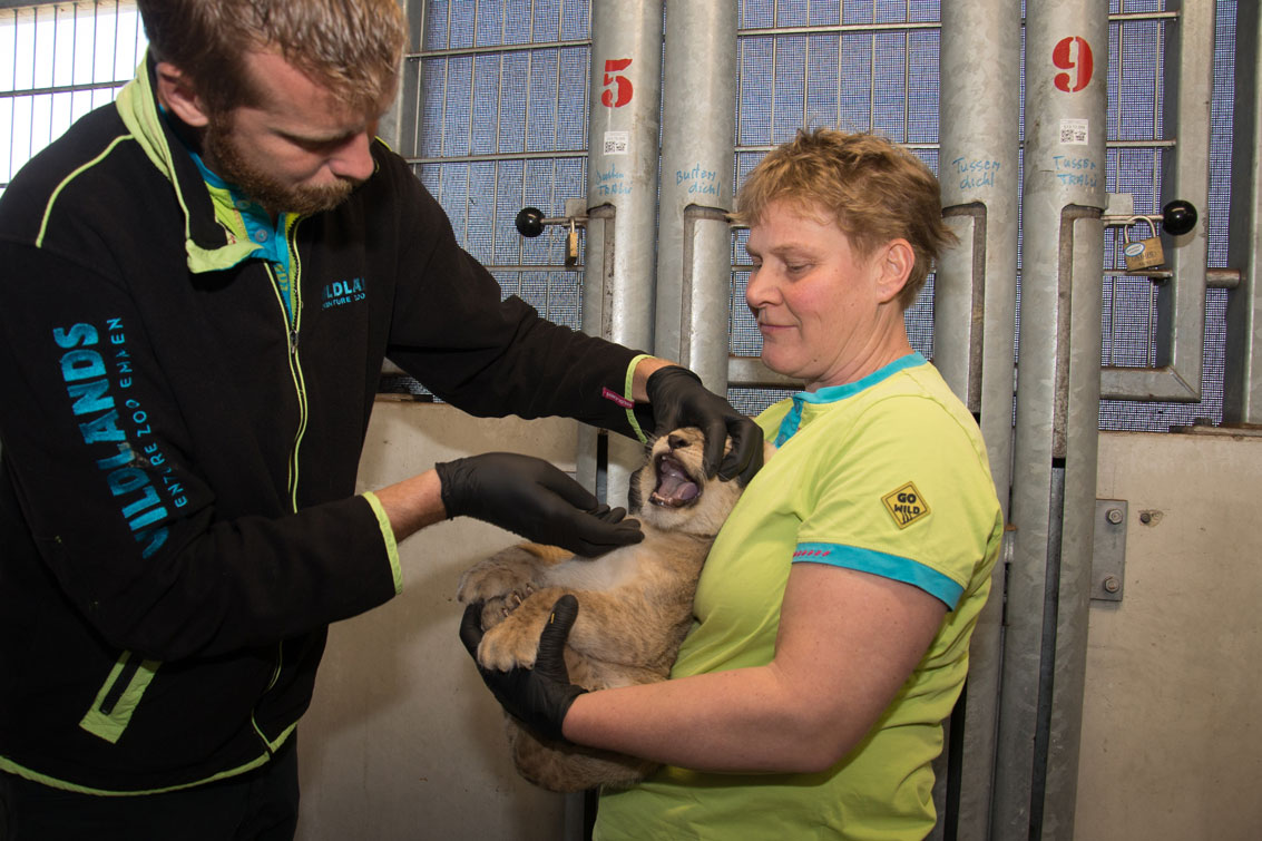 Werken bij Wildlands betekent werken met dieren